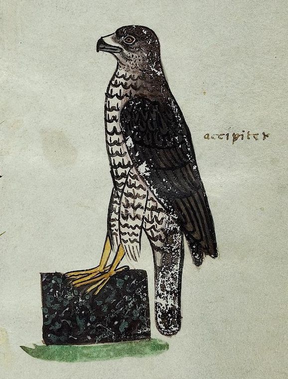Spurvehøg (accipiter), fol. 25r. Pal. lat. 1071 (Public Domain, Wikimedia Commons)